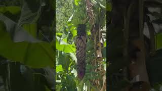 188 Ulua Road, Kaunakakai FOR SALE!  Island of Molokai!