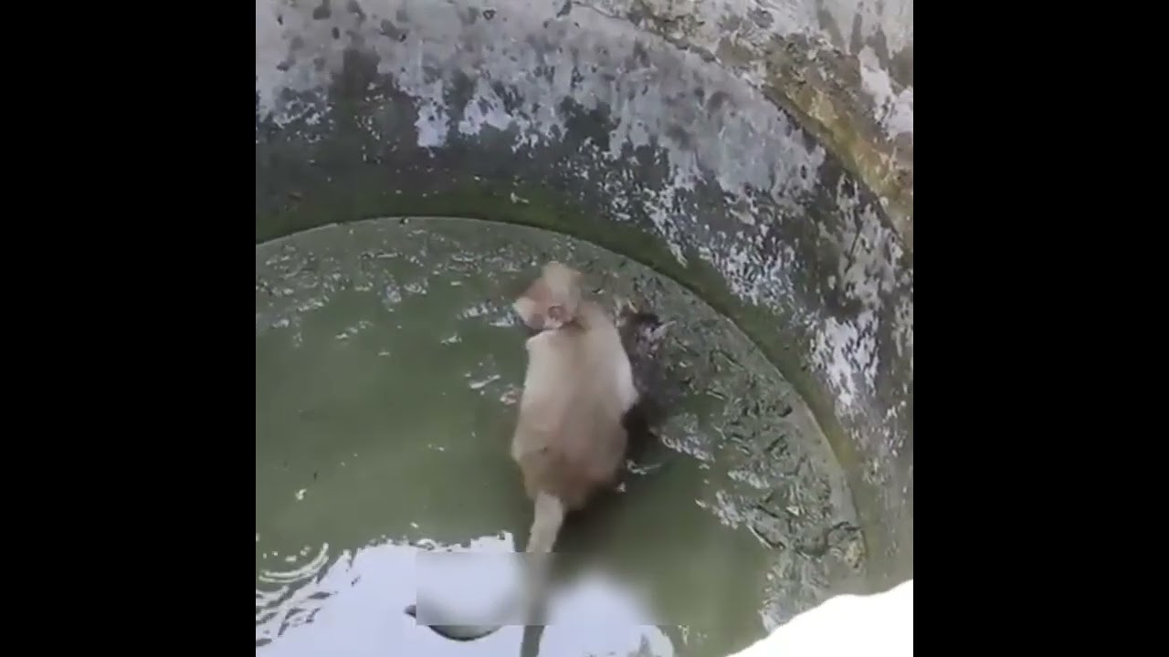 इस बंदर की दरिया दिल देखिये | Talk Now | 