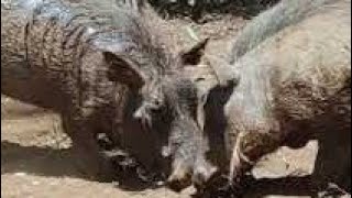 Amazing Closeup Of Two Warthogs Fighting In The African Savanna Phacochoerus Afric.