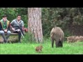 Fearless wildboars-Senglars sense por-Jabalíes sin miedo (Collserola NP, Barcelona, Catalonia,)