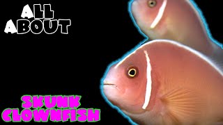 All About The Skunk Clownfish