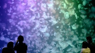 幻想的くらげの水族館 鶴岡市立加茂水族館 幻想的くらげの水族館 鶴岡市立加茂水族館