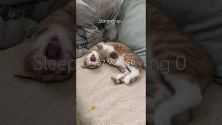🥐Pan’s Treasured Diary 11: Sleep 2, Morning 0 #cat