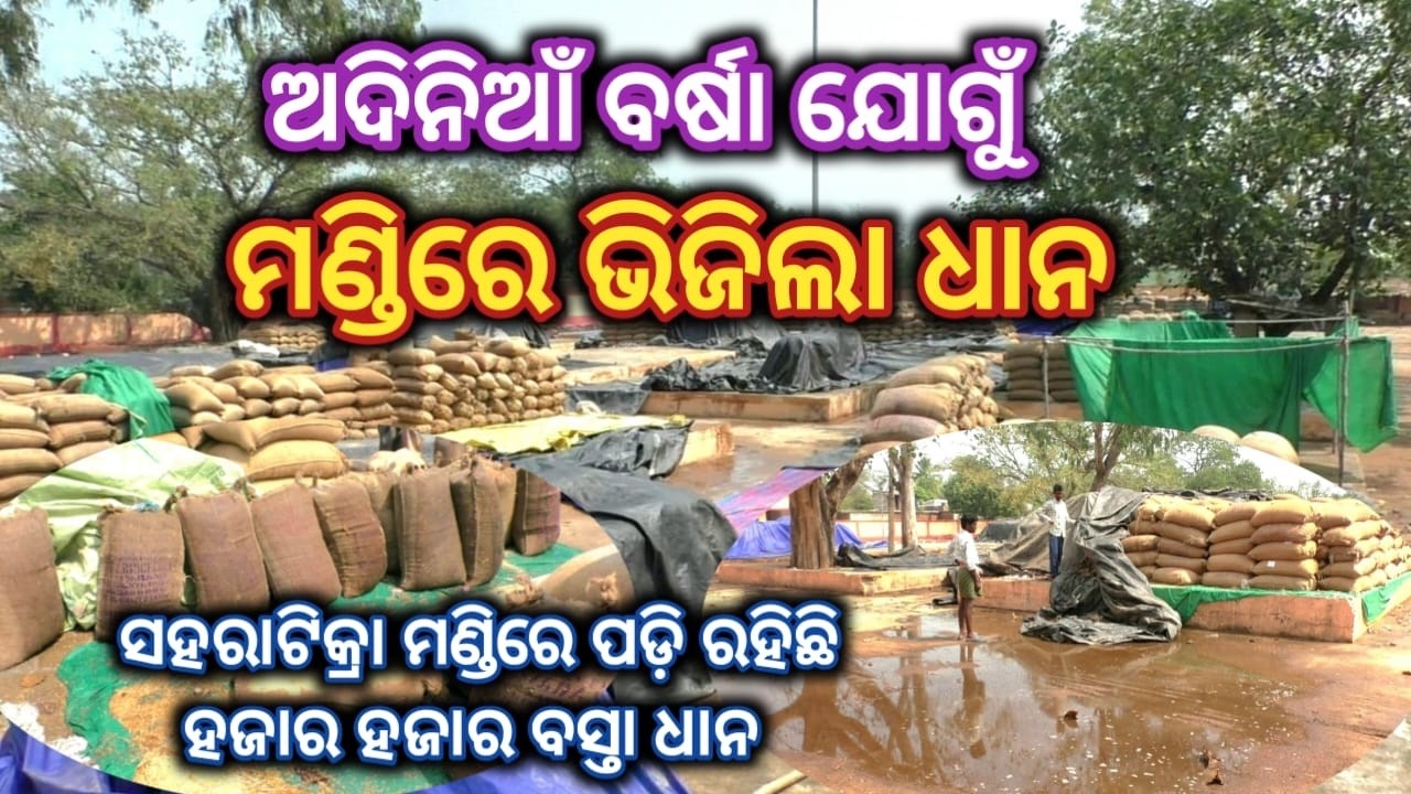 ଅଦିନିଆଁ ବର୍ଷରେ ମଣ୍ଡିରେ ହଜାର ହଜାର ବସ୍ତା ଧାନ ଭିଜି ନଷ୍ଟ ହେବାକୁ ଯାଉଛି / ଚିନ୍ତାରେ ଚାଷୀ #bargarh #paddy