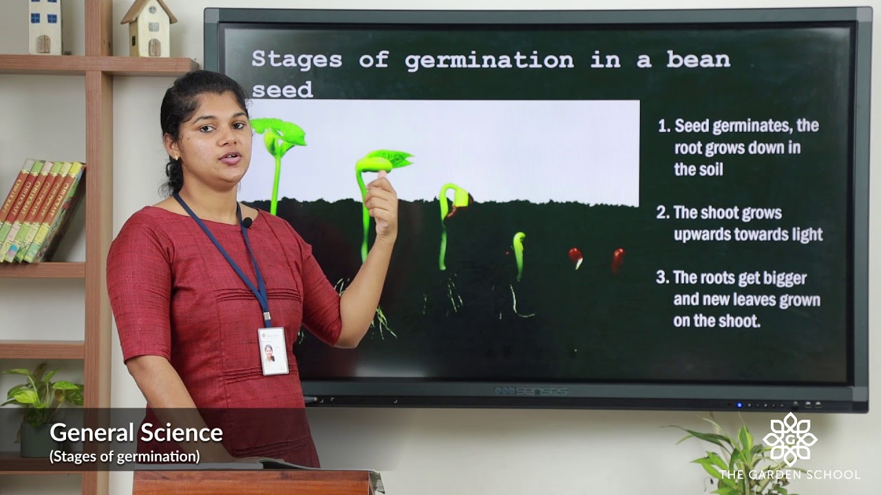 Grade 5 General Science Chapter 1 Class 3 Stages of Germination - YouTube