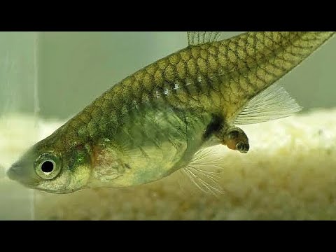 Makanan Ikan Guppy Di Alam Liar