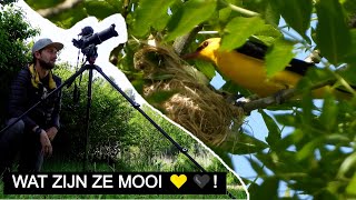 : Oh Yesss Wielewaal Sony A7 Iv Nikon P1000