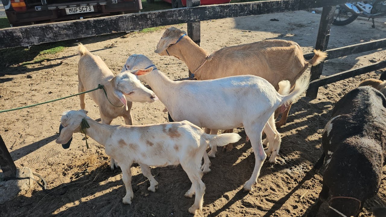 Feira dos ovinos e caprinos da Vila Folha Miúda Craíbas Al, dia 22/02/2026.
