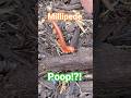 Millipede Poop? 💩#cuteanimals