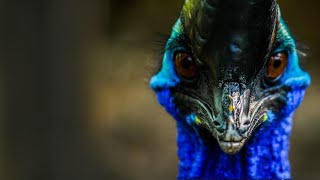 WILD AUSTRALIA – A LAND OF MYSTERIES | Full Documentary