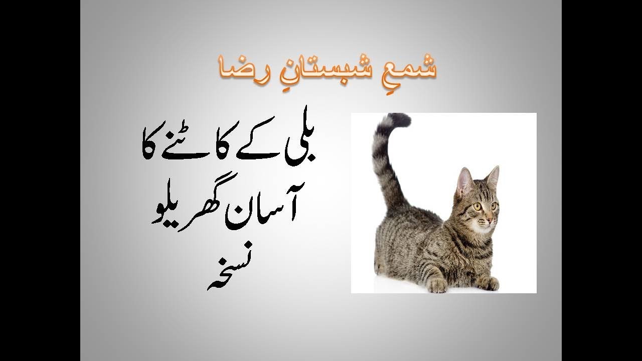 bili-ke-katne-ka-ilaj-in-urdu-home-redemi-for-cat-bite-treatment-youtube