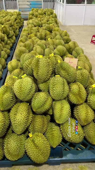 Durian is very high in nutrients, containing more than most other fruits