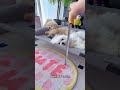 #pets #cuteanimal #petvideos #狗狗 #cutedog #cutedresses #dogcute
