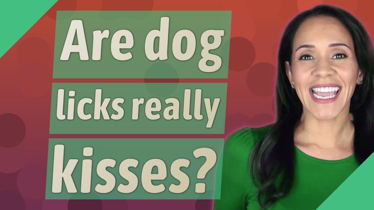 Are Dog Licks Really Kisses?