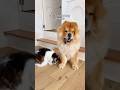 Our cat and dog now VS when they FIRST met