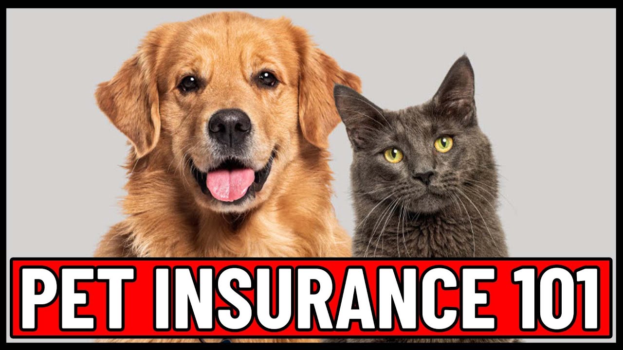 Basics of PET INSURANCE