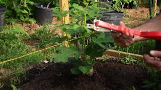 The Fig Greenhouse:: Training Young Low Corden  Fig Trees