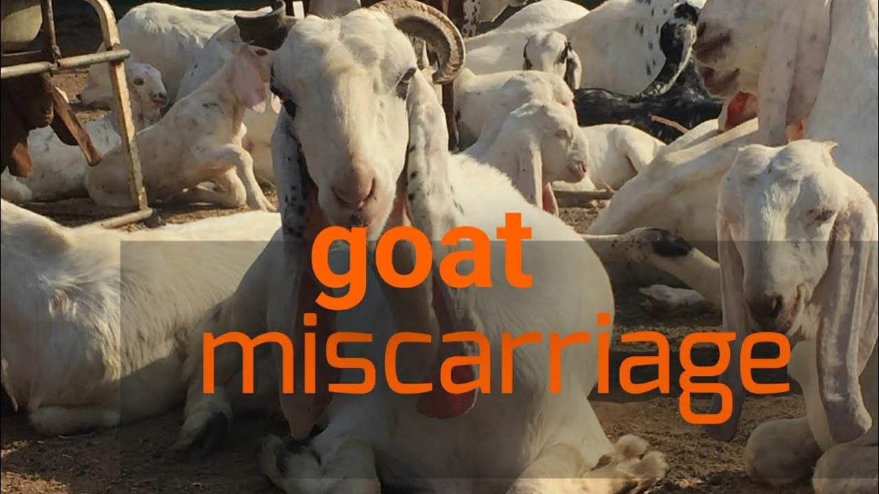 || Causes and treatment of Abortion in goats || Zaahi goat farm ...