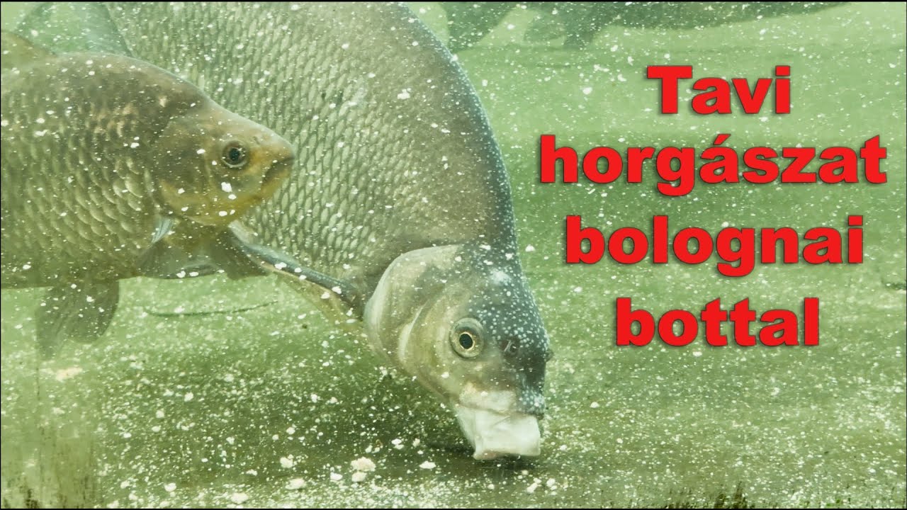 Bolognai botos horgászat Nagy Attilával és Reviczky Gáborral