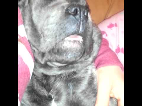 cane corso snoring