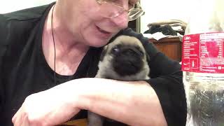 Beautiful pug puppy #pug #dog #puppies by Beverley Benbow 170 views 8 months ago 3 minutes, 23 seconds