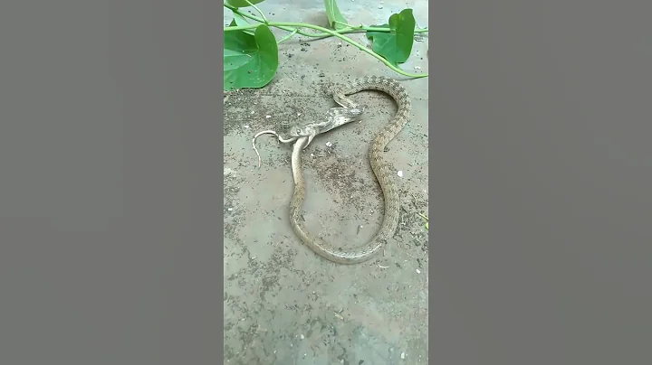 Why does a snake eat its own tail ?🤔