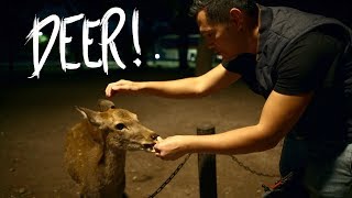 Feeding DEER! - Nara, Japan