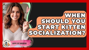 When Should You Start Kitten Socialization? - Happy Cat Handbook