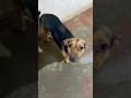 Cosita de papi #live #viralshort #mascotas #pets