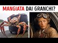 Granchi Giganti Sarebbero La Chiave della Scomparsa di Amelia Earhart?