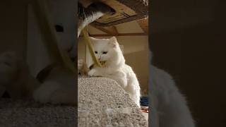 Daily Checkin 12526 all 13 Catseveryday   catfurniture cute