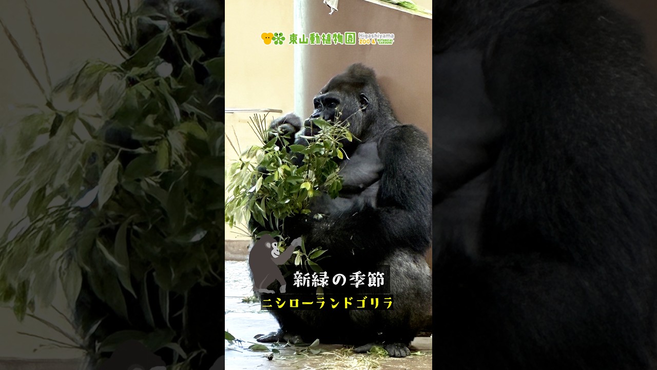 東山動植物園公式】新緑の時《 ニシローランドゴリラ ゴリラ 》 - YouTube
