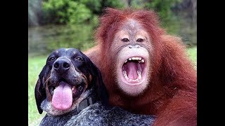 bheege hont tere funny monkey latest update 2017