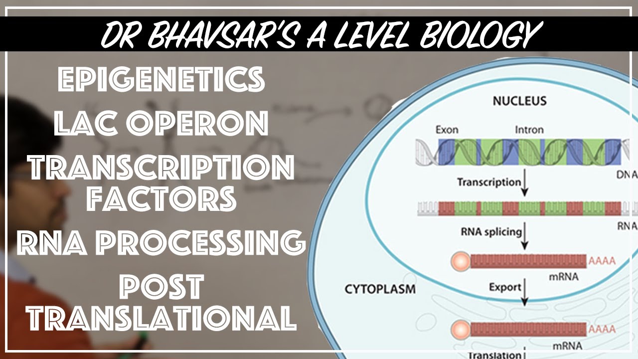 Gene regulation for A level biology YouTube