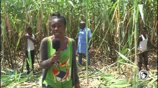 Production du vin à base de la canne à sucre (Vincas) (Louis et Albert KARHEBWA)
