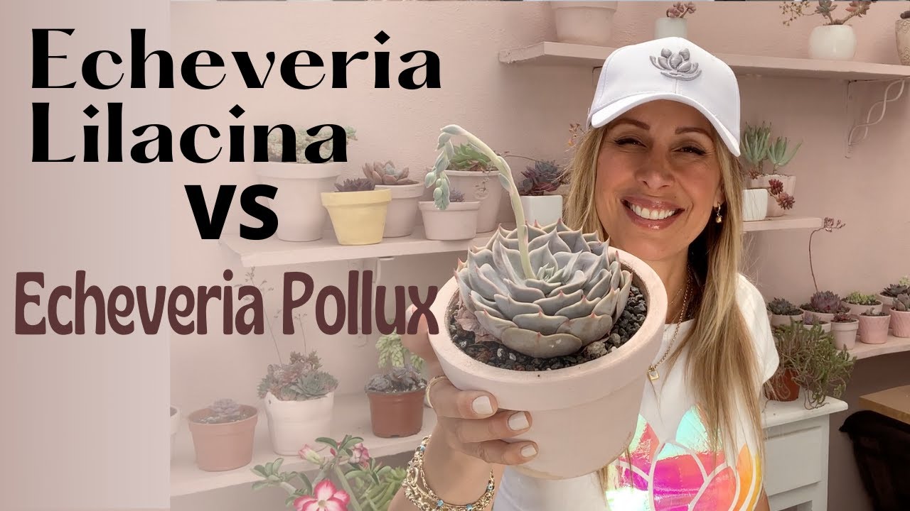 Cómo saber cual es echeveria Lilacina y cual es Pollux