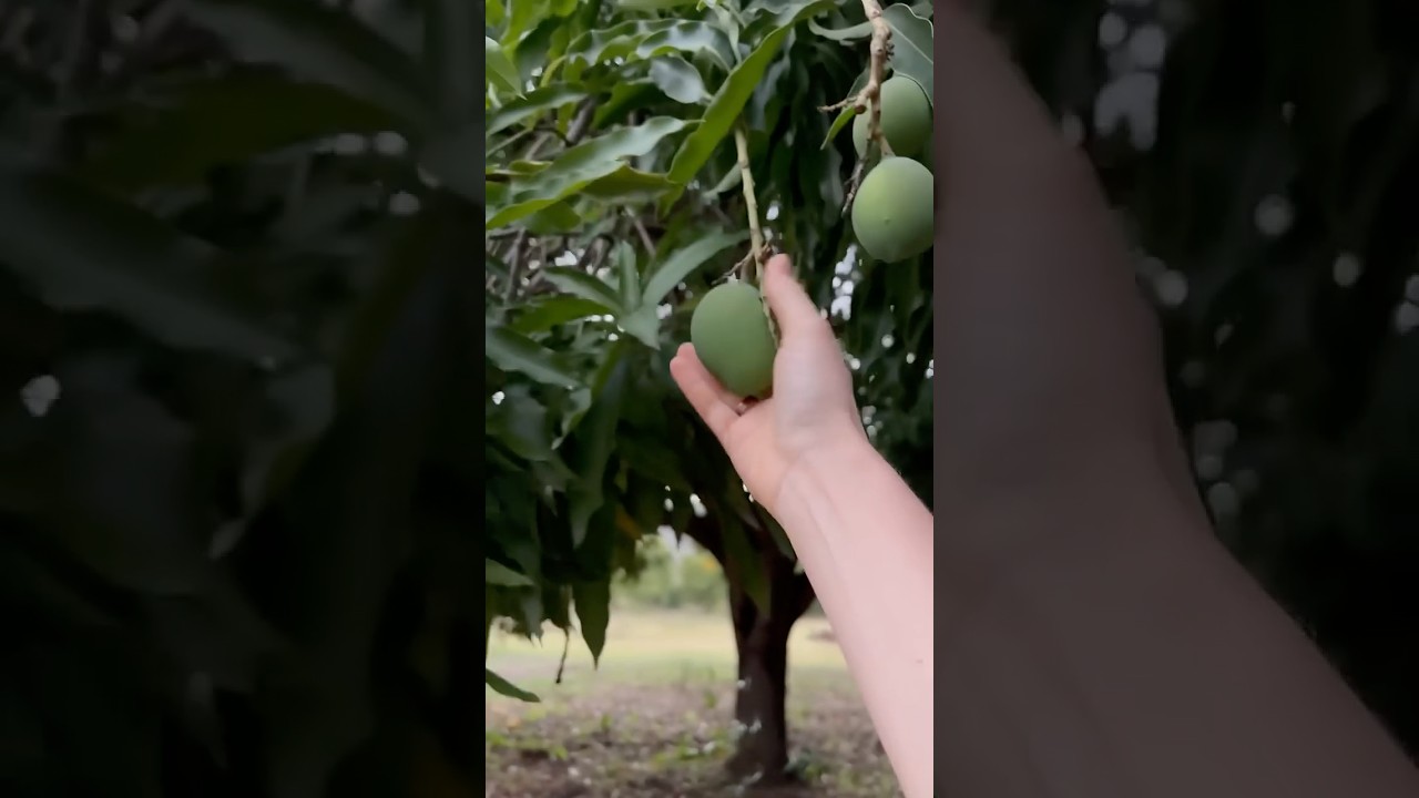 Сезон манго на Карибах 