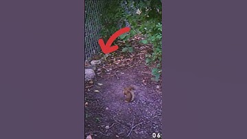 Red squirrel vs chipmunk