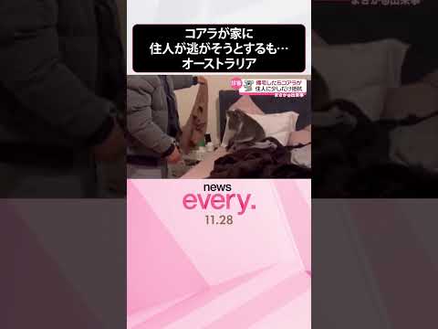 【まさか】コアラが家に  住人が逃がそうとするも…  オーストラリア  #shorts