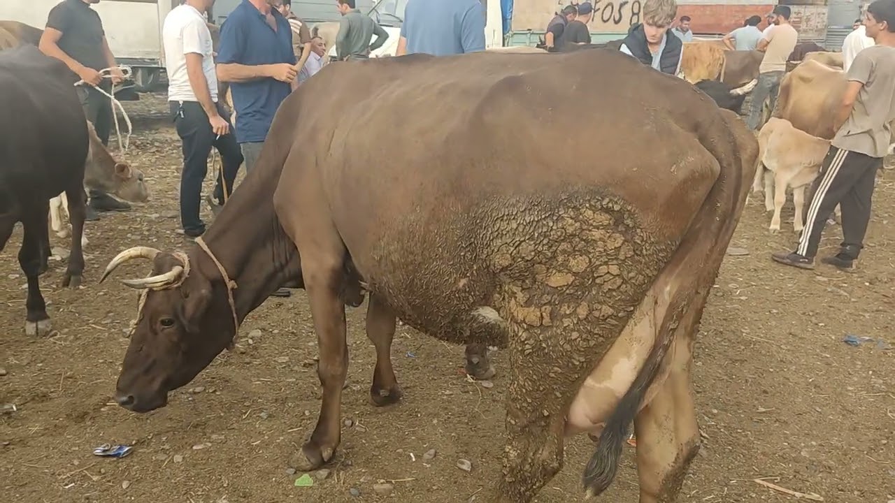 Berde mal bazarl 28.07.2023.050.571.71.57