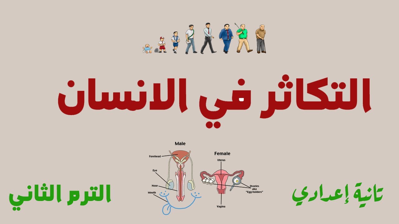 التكاثر في الإنسان علوم تانية إعدادي 2025 محاضرة 1
