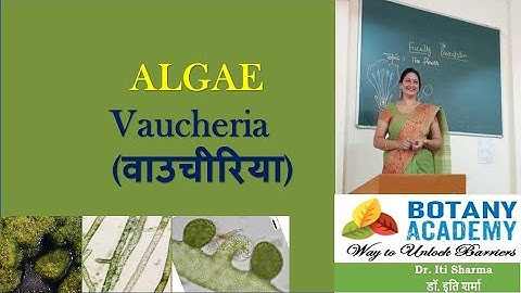 Xanthophyceae Algae: VAUCHERIA