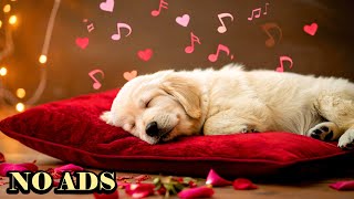 Peaceful Dog Sleepの配信のサムネイル画像