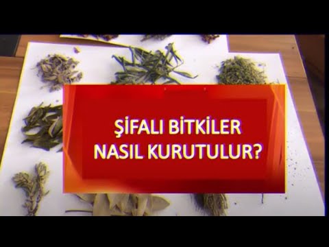 Video: Bitkiler Nasıl Kurutulur