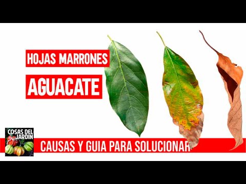 Como curar las hojas marrones en aguacate