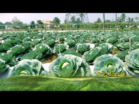 കൃഷിയിലെ പരീക്ഷണങ്ങളുമായി ഹൈടെക് ഹോർട്ടികൾച്ചർ കൃത്യതാകൃഷി കേന്ദ്രം