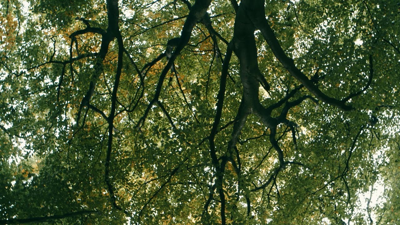 Wälder des Naturparks Hümmling