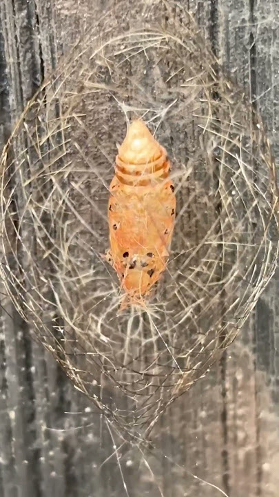 Golden larva #music #electronicmusic #housemusic #edm #love #animallife #viralvideo #travel