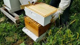 Beekeeping: Fall Preperations