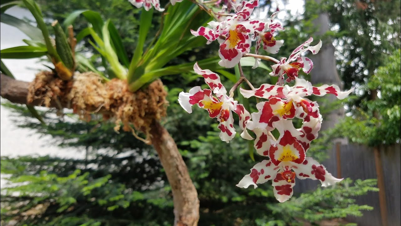 Mis Orquídeas en Tronco║Orquídeas en el mundo